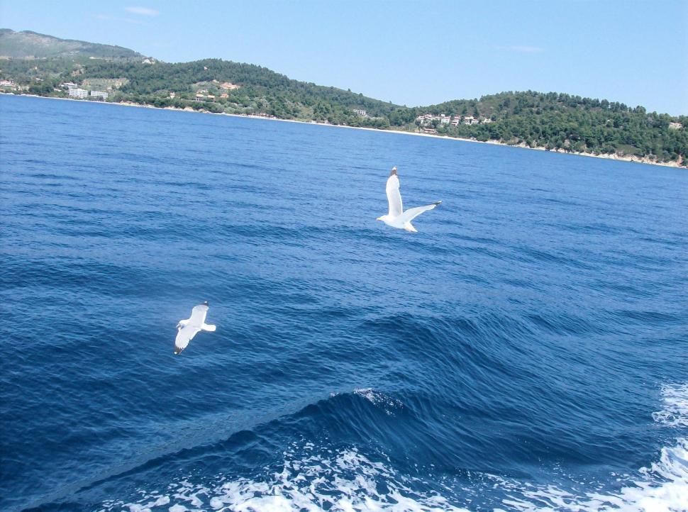 Free Image of Flying Seagulls 