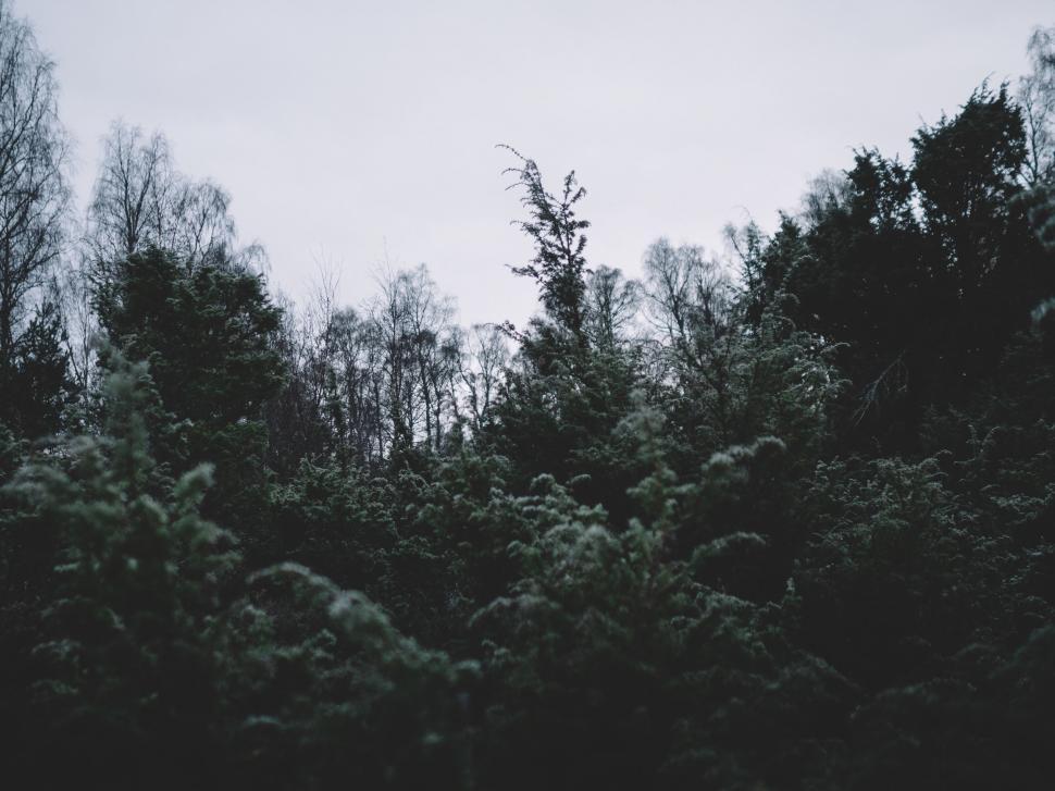 Free Image of A group of trees in a forest 