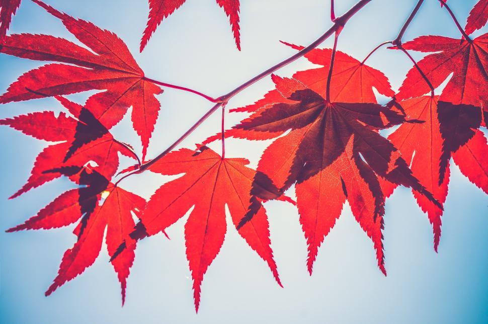 Free Image of A red leaves on a branch 