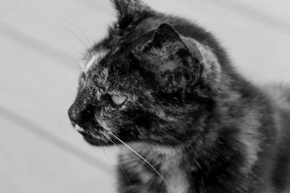 Free Image of A cat looking up 