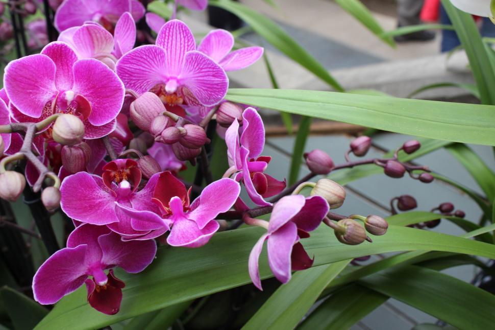 Free Image of A close up of purple flowers 