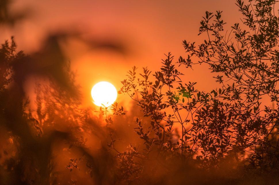 Free Image of A sunset behind trees 