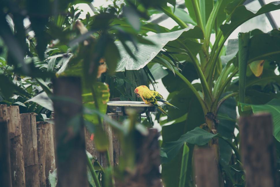Free Image of A bird on a bird bath 