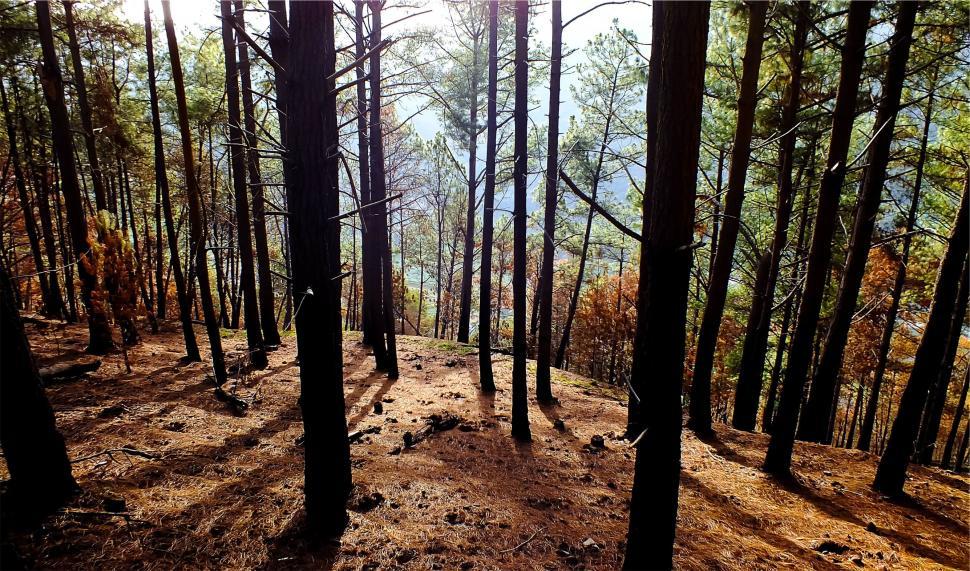 Free Image of A forest with many trees 