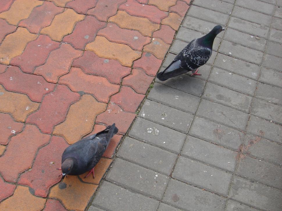 Free Image of Pigeons on the market in Sibiu, Romania 