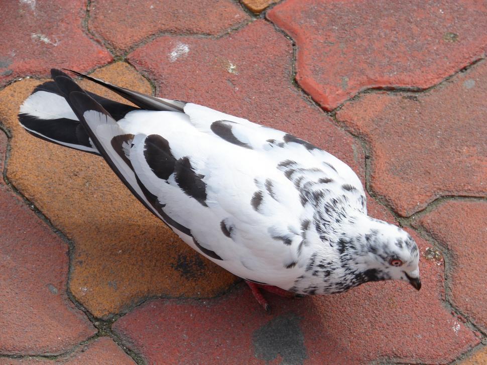 Free Image of Pigeons on the market in Sibiu, Romania 