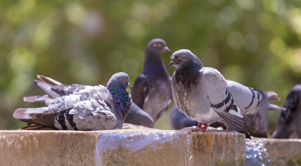 Free Image of A group of birds standing on a stone surface 