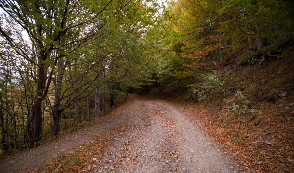 Free Image of A dirt road through a forest 