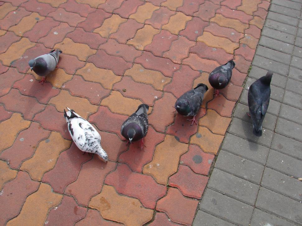 Free Image of Pigeons on the market in Sibiu, Romania 