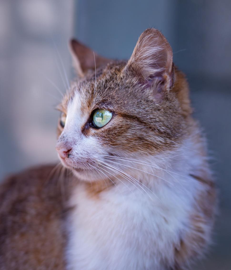 Free Image of A cat looking up at the camera 