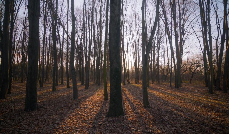 Free Image of A forest with trees and leaves 
