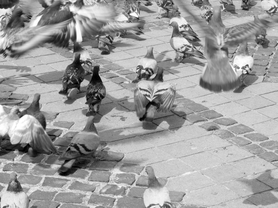 Free Image of Pigeons on the market in Sibiu, Romania 