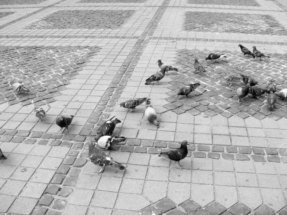 Free Image of Pigeons on the market in Sibiu, Romania 