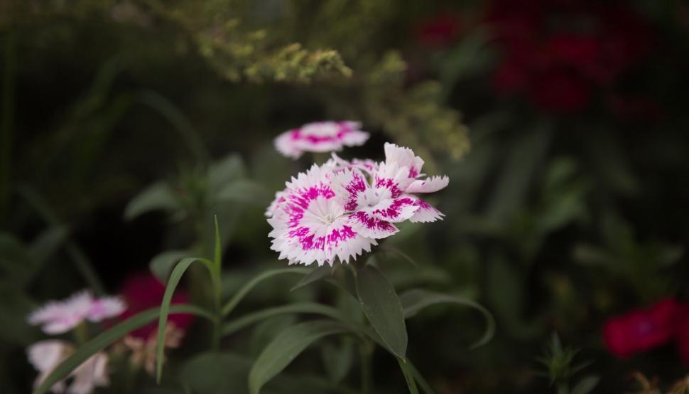 Free Image of A close up of a flower 
