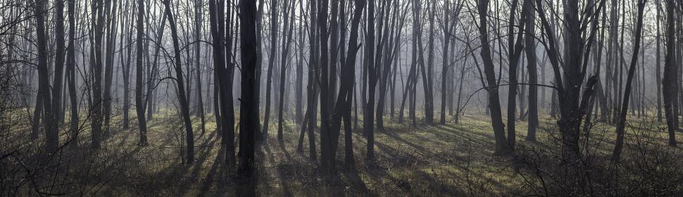 Free Image of A forest with trees in the sun 