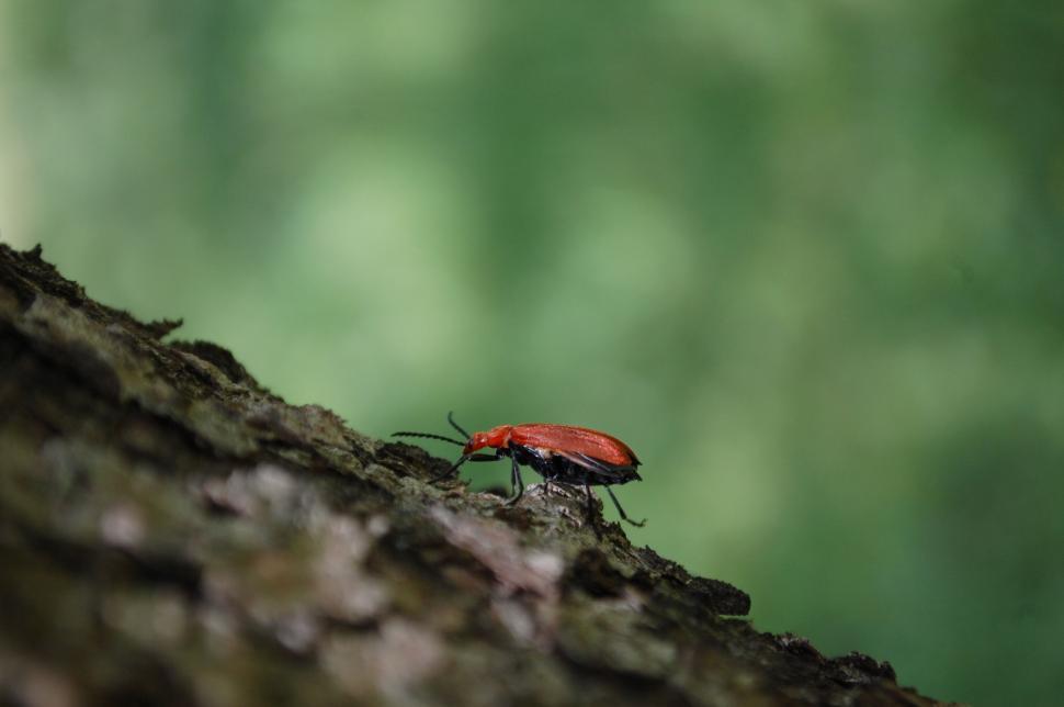 Free Image of A close up of a bug 