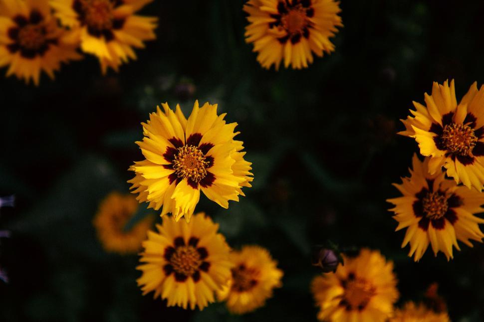 Free Image of A group of yellow flowers 