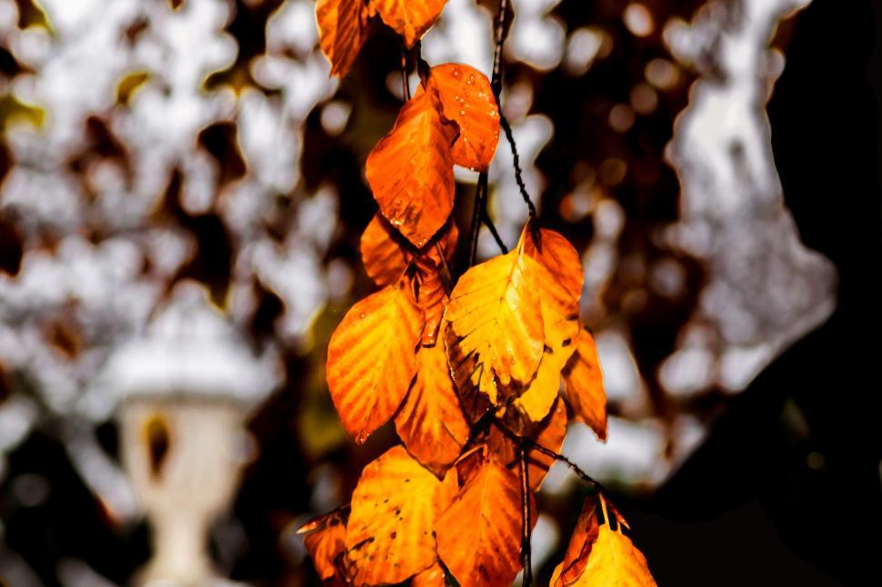Free Image of A close up of leaves 
