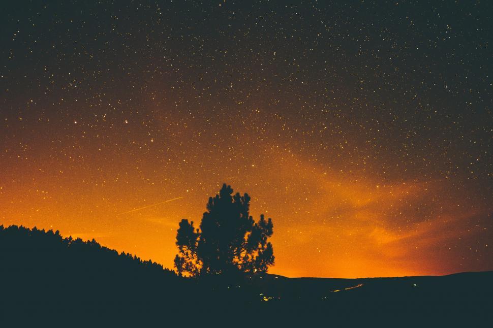 Free Image of A tree in the sky 
