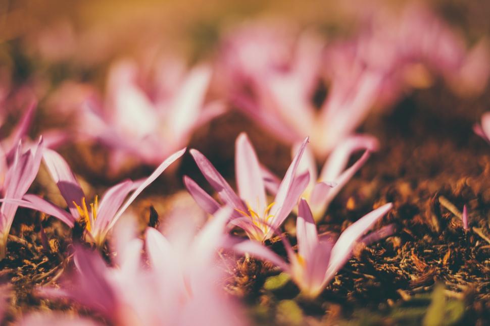 Free Image of A group of pink flowers 