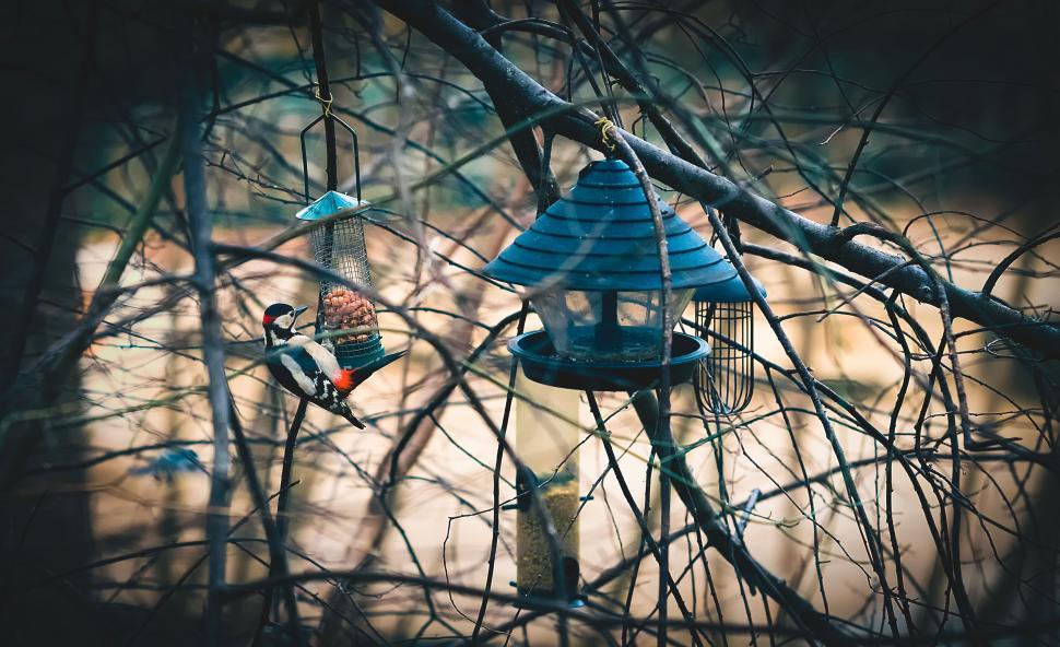 Free Image of A bird on a tree branch 