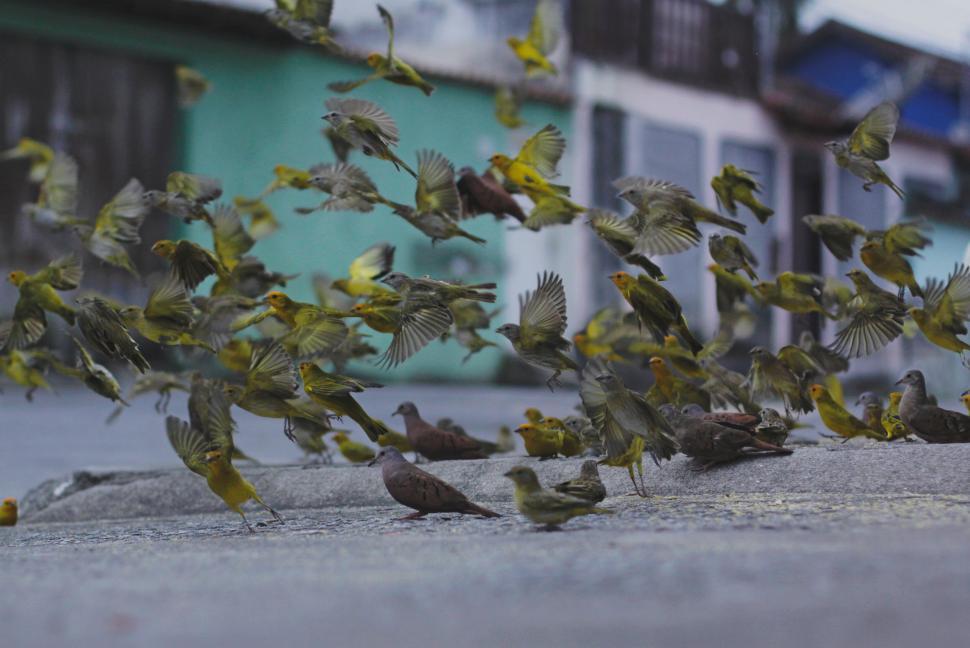 Free Image of A group of birds flying on the ground 