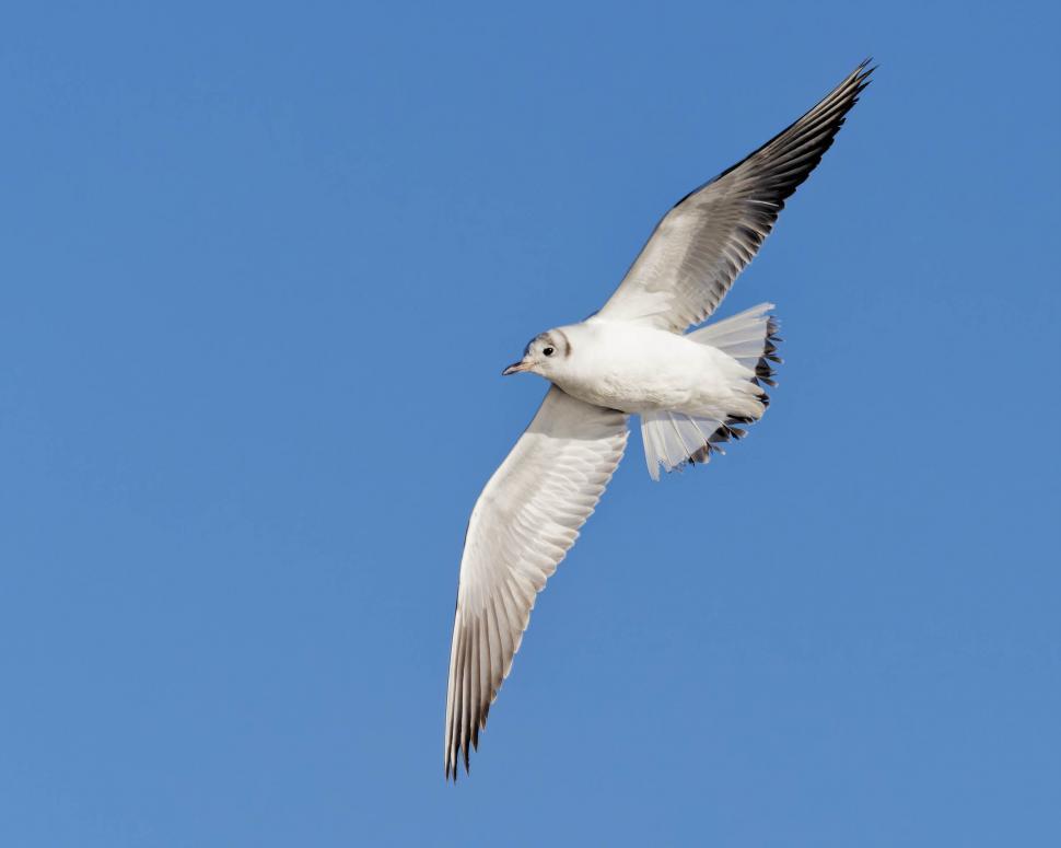 Free Image of Black-headed Gull 