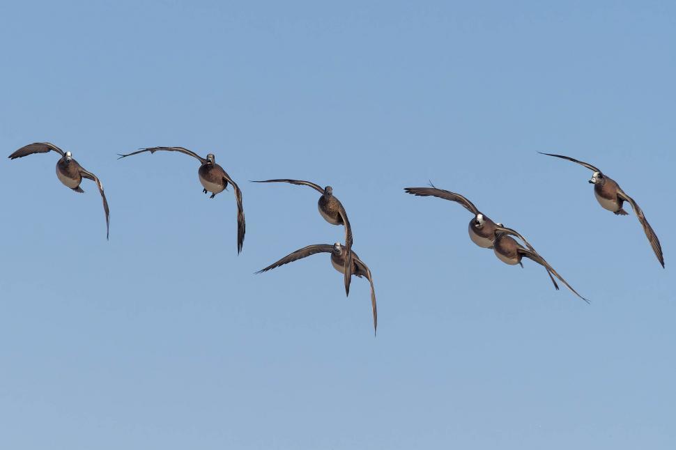 Free Image of American Wigeon 