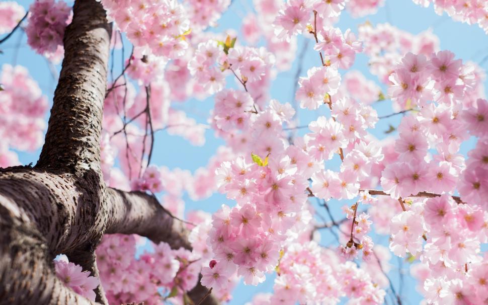 Free Image of A tree with pink flowers 