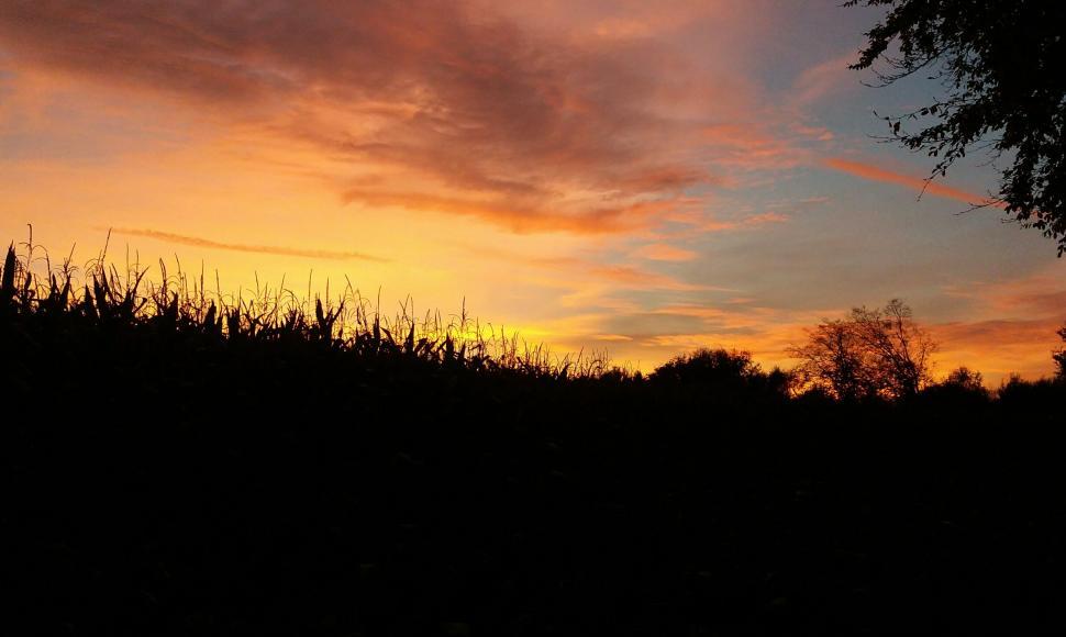 Free Image of A silhouette of a field with trees and a sunset 