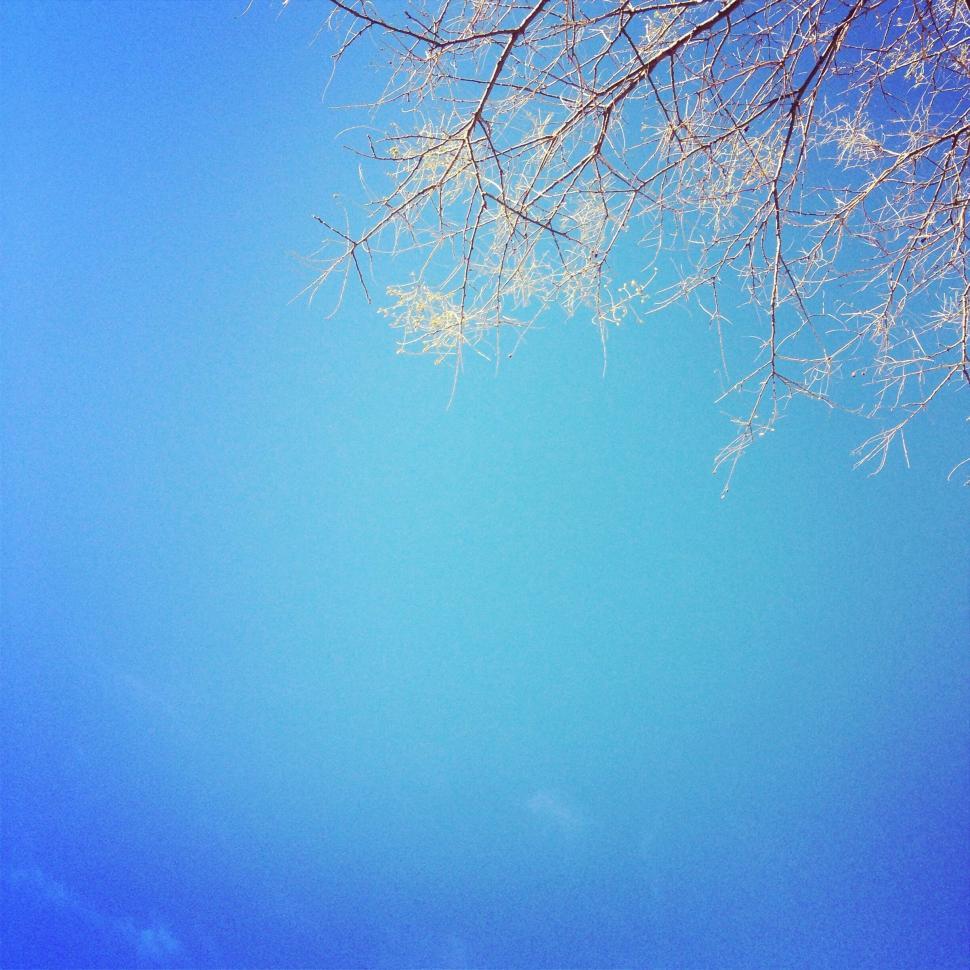 Free Image of A tree branches with snow on them 