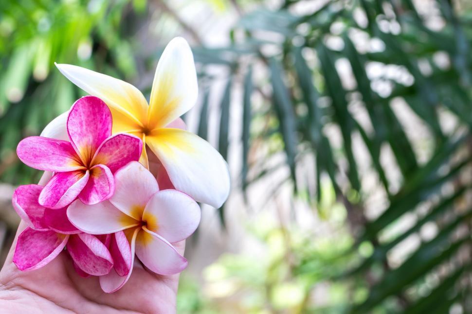 Free Image of A hand holding a bunch of flowers 