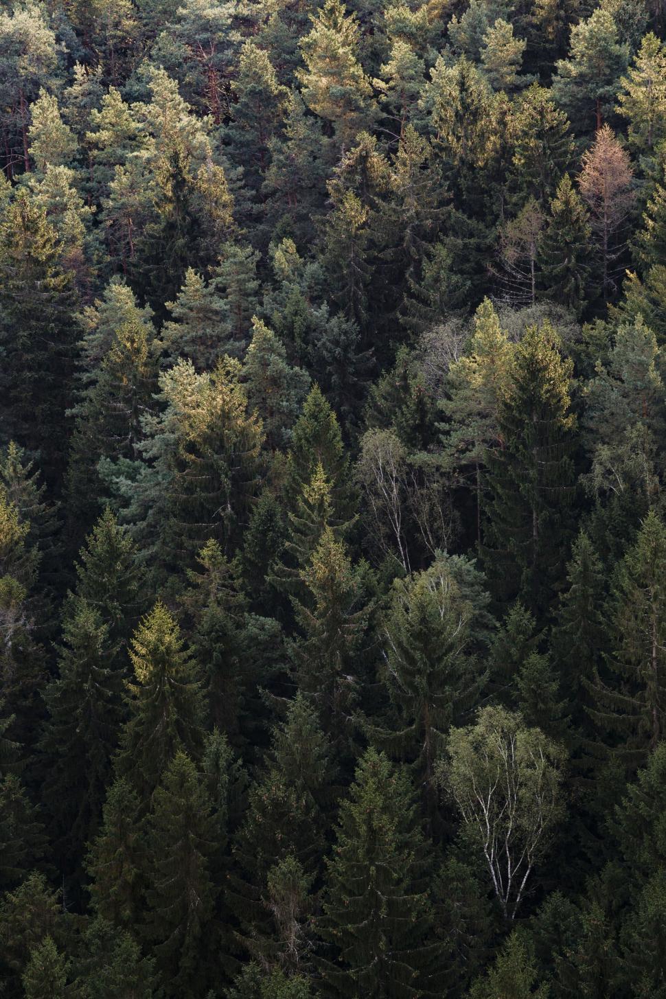 Free Image of A group of trees in a forest 