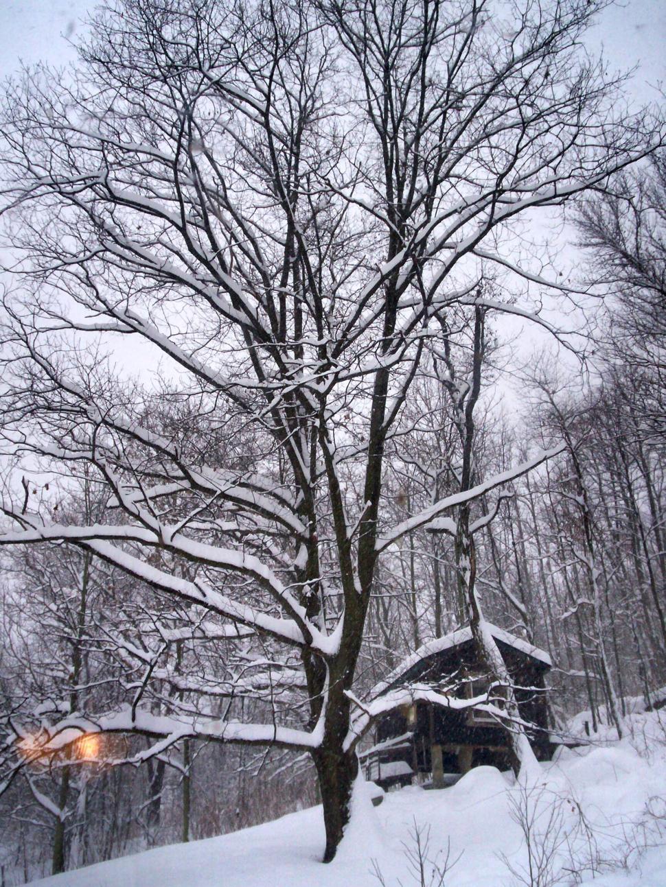 Free Image of Winter Wonderland 