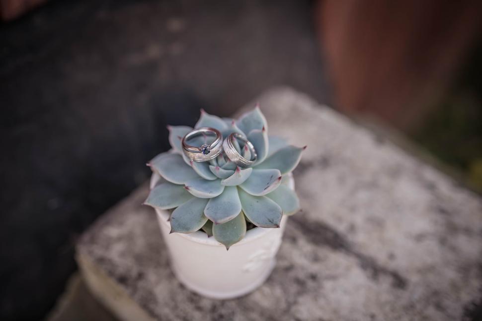 Free Image of A plant with rings on it 