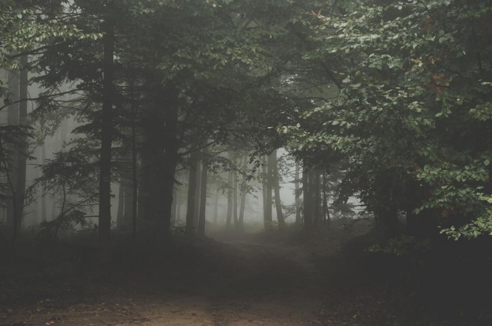 Free Image of A path through a forest 