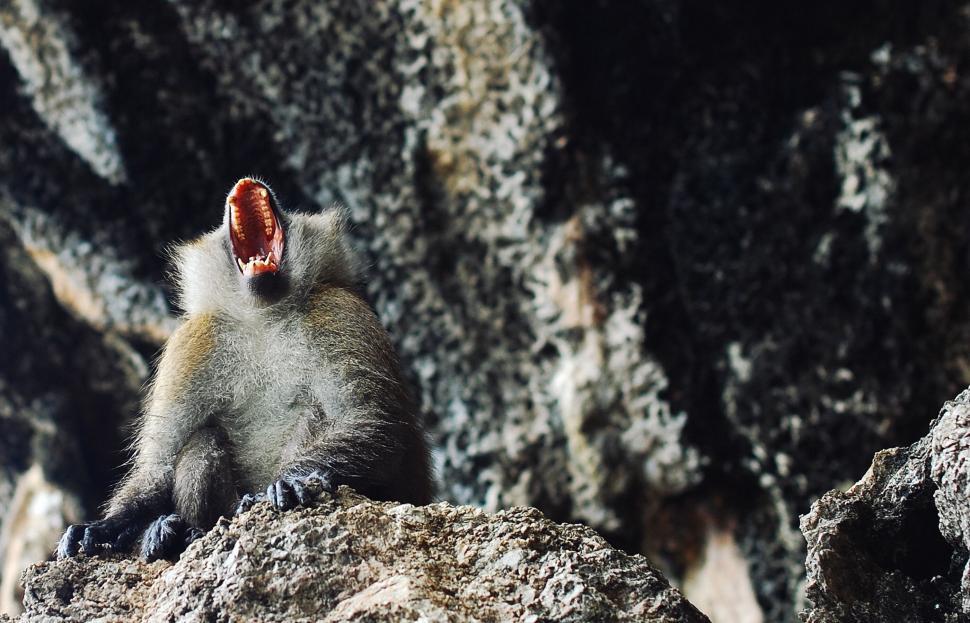 Free Image of A monkey with its mouth open 