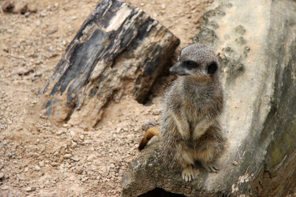 Free Image of Merkat 