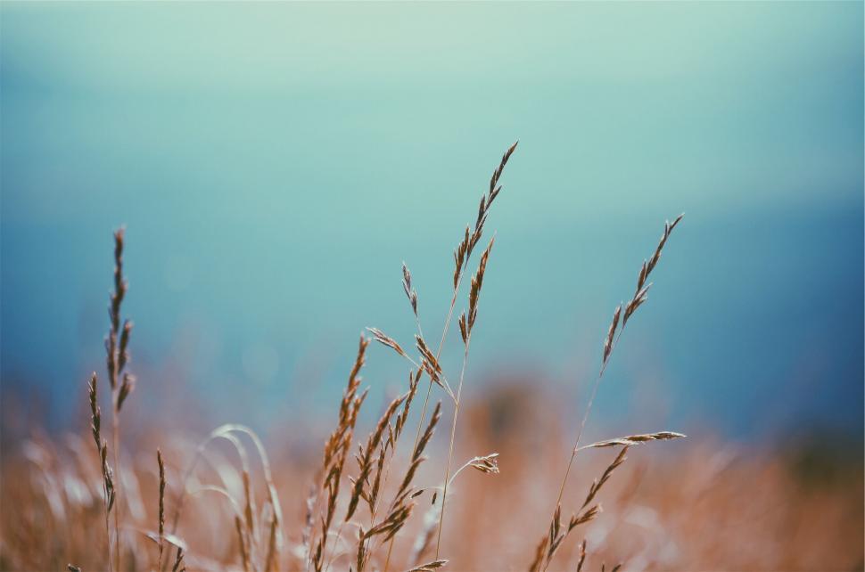 Free Image of A close up of a plant 