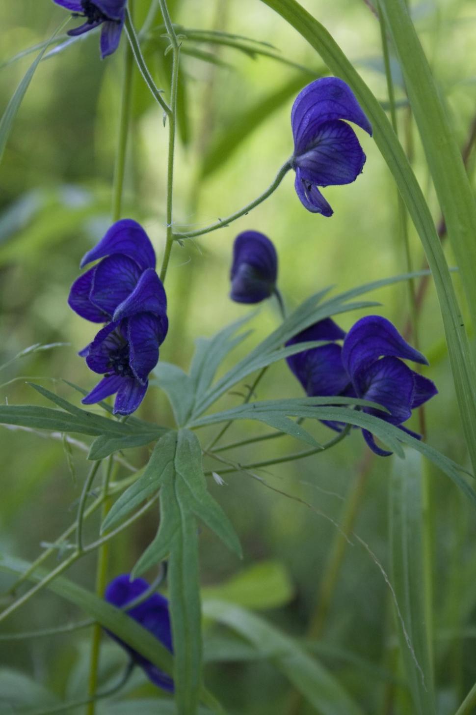 Free Image of Monkshood in Alaska 