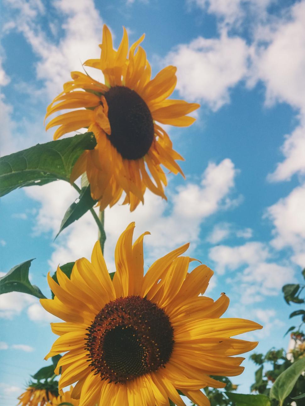 Free Image of A close up of a sunflower 