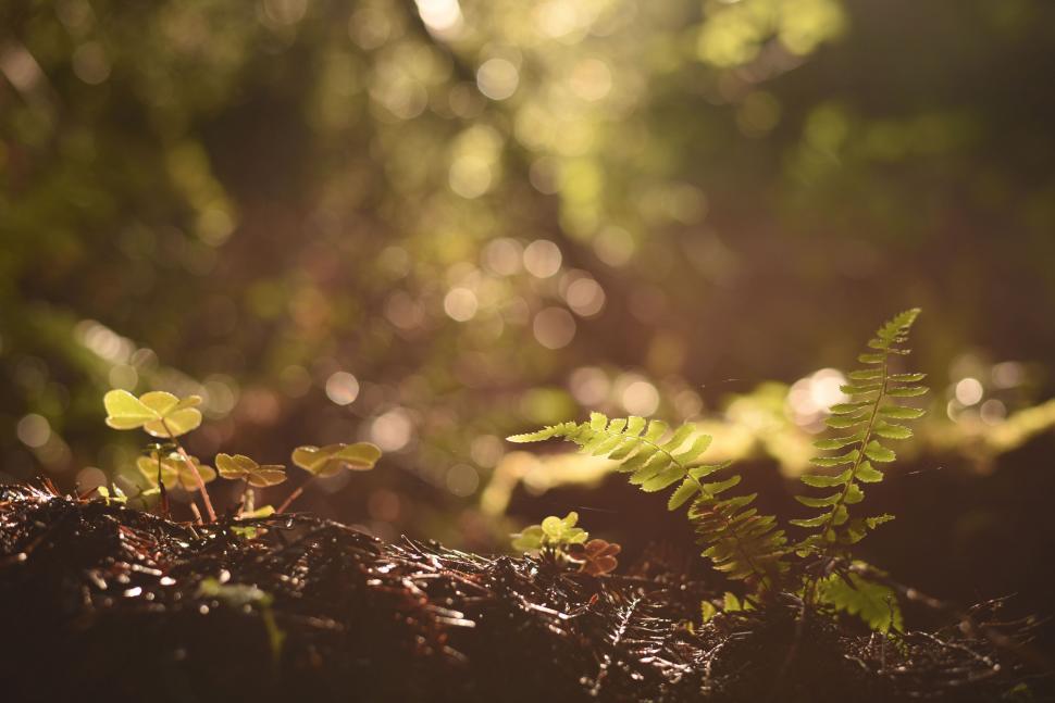 Free Image of A close up of plants 