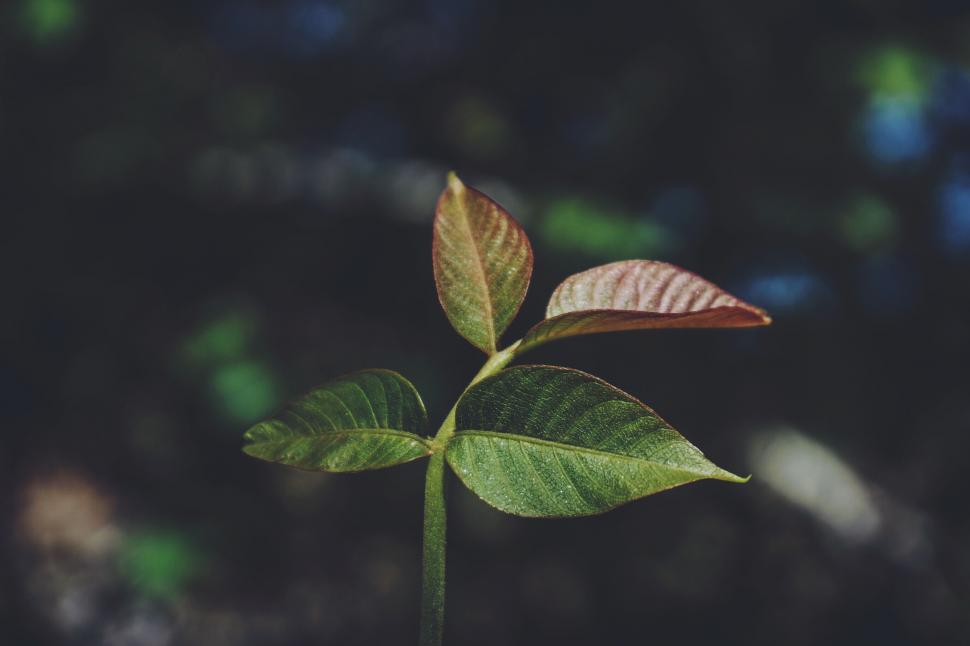 Free Image of A green and red leaves 