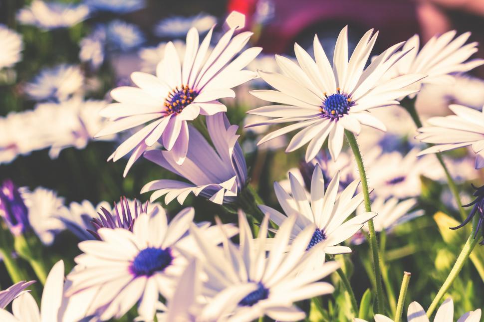 Free Image of A group of white flowers 