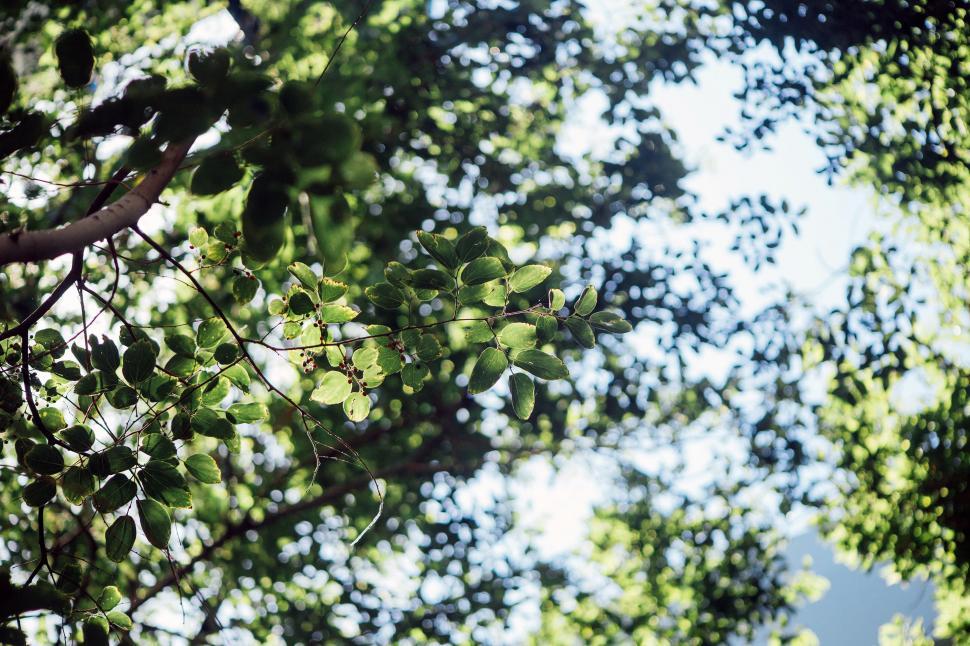 Free Image of Sunlight filtering through green leaves 
