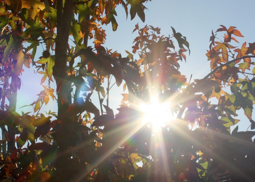 Free Image of Sun Shining Through Tree Leaves 