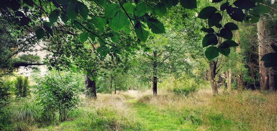 Free Image of Tranquil forest pathway with lush greenery 