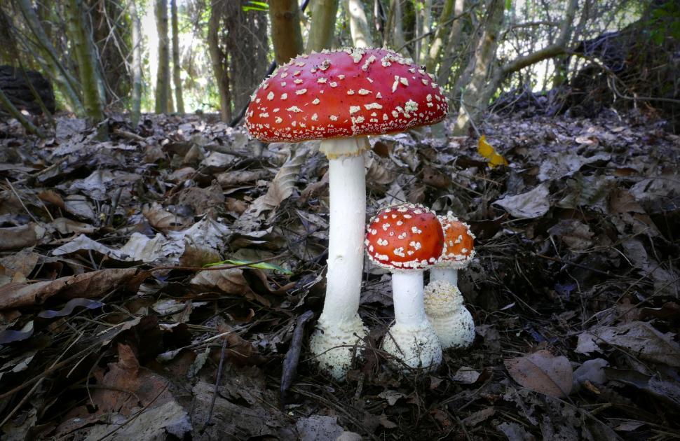 Free Image of Forest mushrooms against a leafy backdrop 