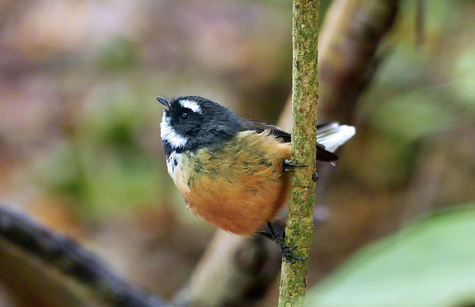Free Image of Vibrant bird perched on a slim branch 