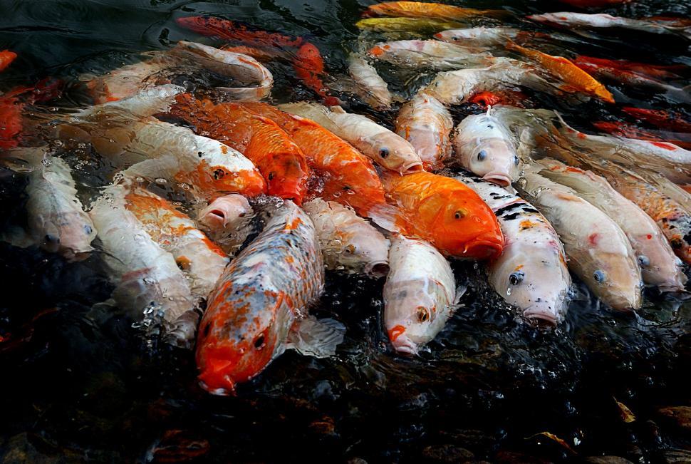 Free Image of Koi fish swimming in pond 